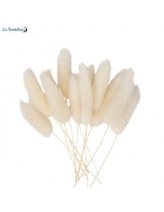 12 Mini Branches de Chatons Séchés 8 Cm